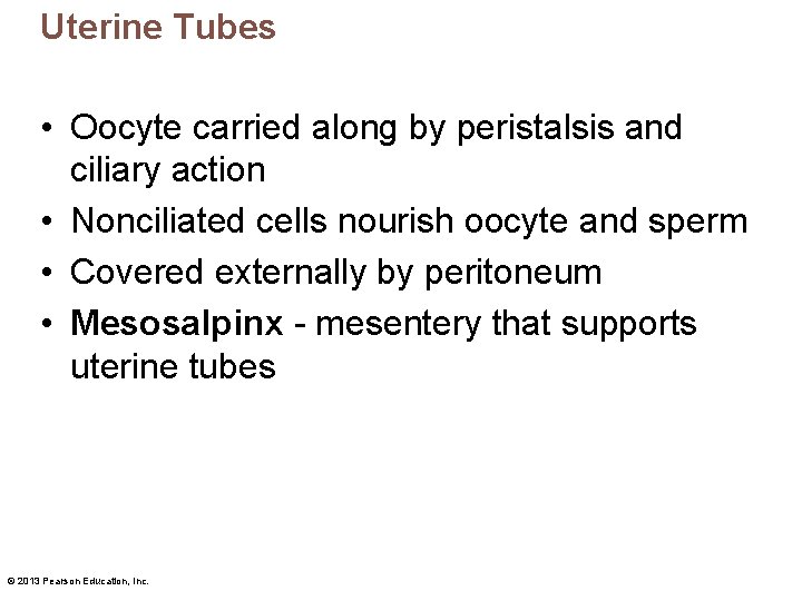 Uterine Tubes • Oocyte carried along by peristalsis and ciliary action • Nonciliated cells