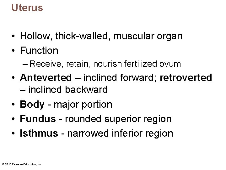 Uterus • Hollow, thick-walled, muscular organ • Function – Receive, retain, nourish fertilized ovum