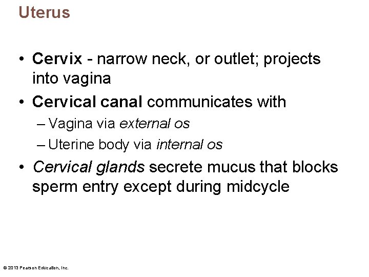 Uterus • Cervix - narrow neck, or outlet; projects into vagina • Cervical canal