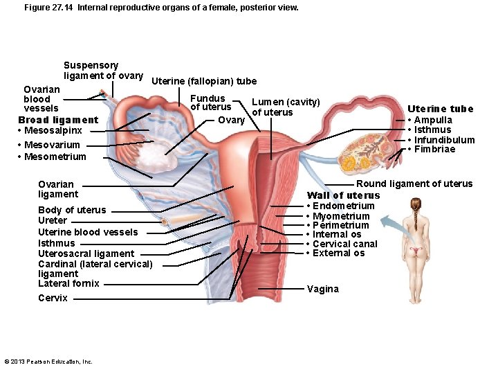 Figure 27. 14 Internal reproductive organs of a female, posterior view. Suspensory ligament of