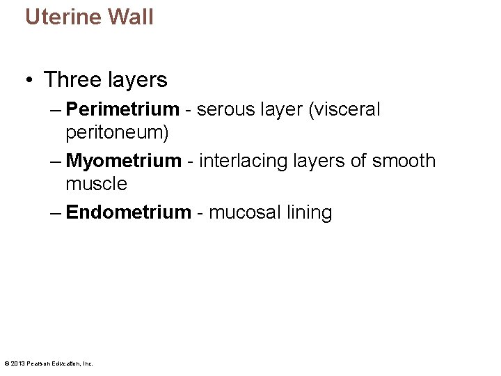 Uterine Wall • Three layers – Perimetrium - serous layer (visceral peritoneum) – Myometrium