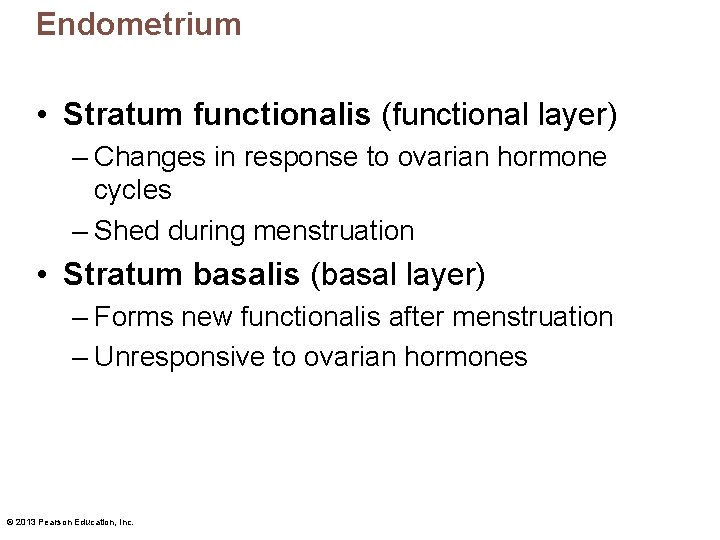Endometrium • Stratum functionalis (functional layer) – Changes in response to ovarian hormone cycles