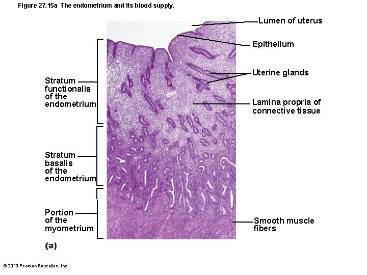 Figure 27. 15 a The endometrium and its blood supply. Lumen of uterus Epithelium