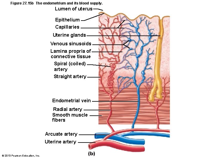 Figure 27. 15 b The endometrium and its blood supply. Lumen of uterus Epithelium