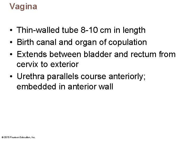 Vagina • Thin-walled tube 8 -10 cm in length • Birth canal and organ
