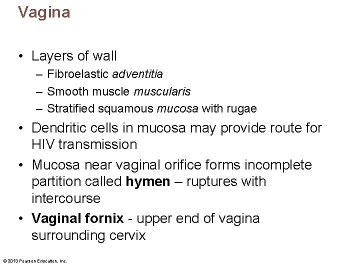 Vagina • Layers of wall – Fibroelastic adventitia – Smooth muscle muscularis – Stratified