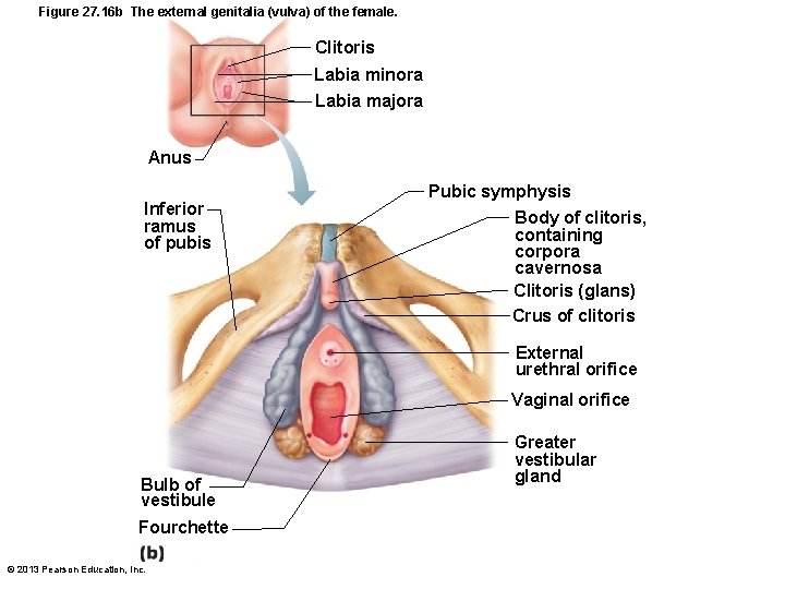 Figure 27. 16 b The external genitalia (vulva) of the female. Clitoris Labia minora