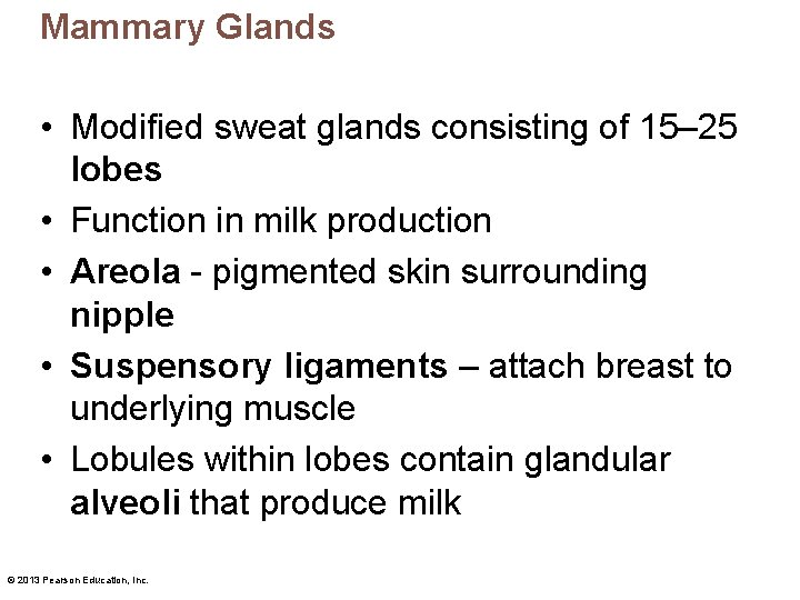 Mammary Glands • Modified sweat glands consisting of 15– 25 lobes • Function in