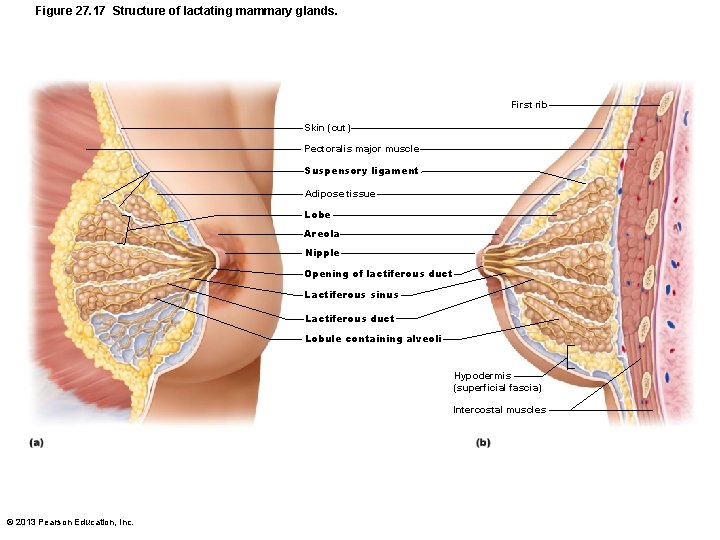 Figure 27. 17 Structure of lactating mammary glands. First rib Skin (cut) Pectoralis major