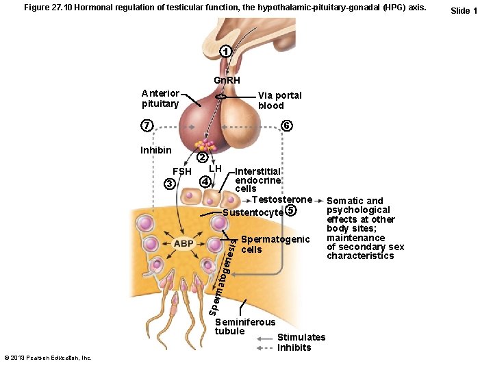 Figure 27. 10 Hormonal regulation of testicular function, the hypothalamic-pituitary-gonadal (HPG) axis. 1 Gn.