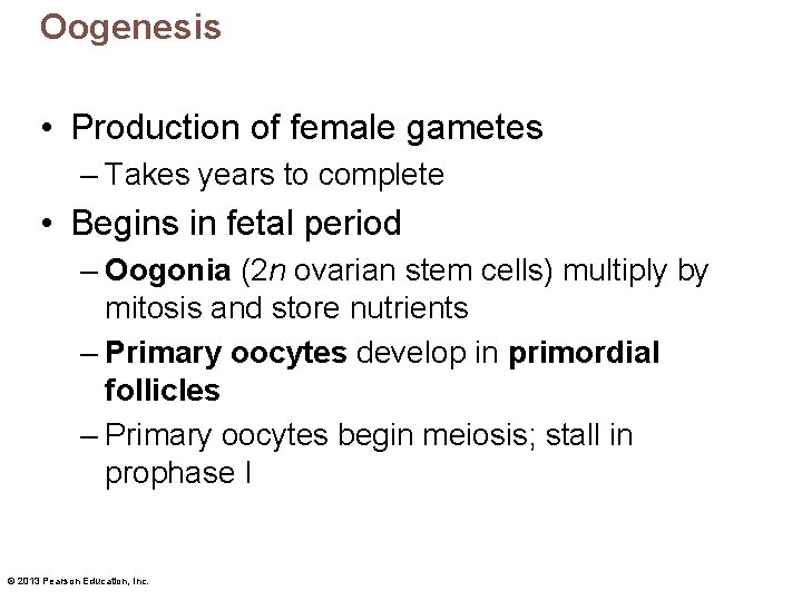 Oogenesis • Production of female gametes – Takes years to complete • Begins in