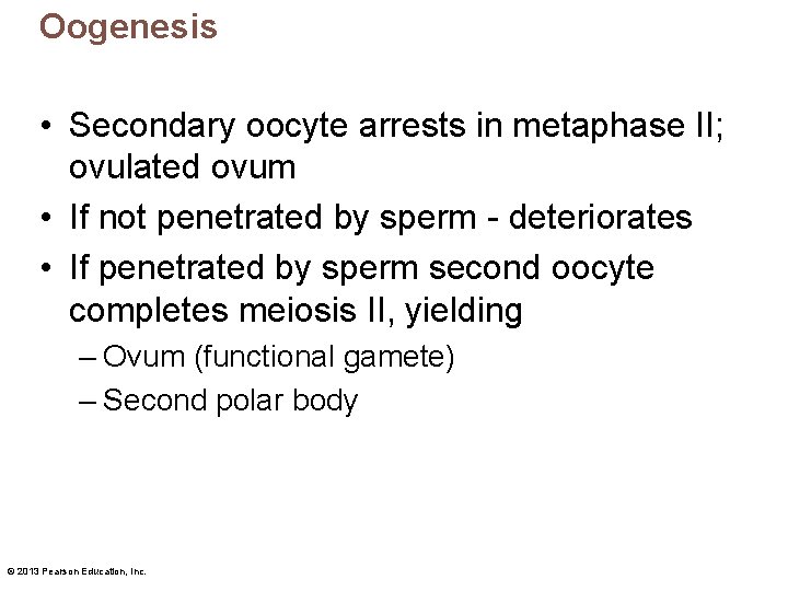 Oogenesis • Secondary oocyte arrests in metaphase II; ovulated ovum • If not penetrated