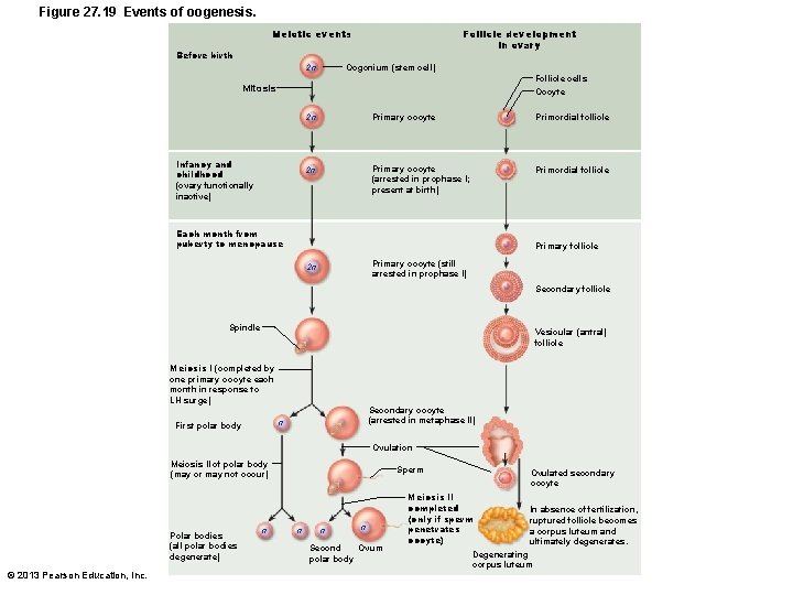 Figure 27. 19 Events of oogenesis. Follicle development in ovary Meiotic events Before birth