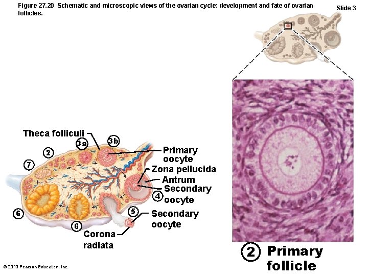 Figure 27. 20 Schematic and microscopic views of the ovarian cycle: development and fate