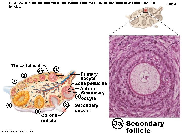 Figure 27. 20 Schematic and microscopic views of the ovarian cycle: development and fate