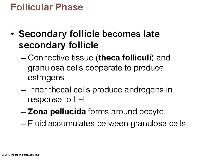 Follicular Phase • Secondary follicle becomes late secondary follicle – Connective tissue (theca folliculi)