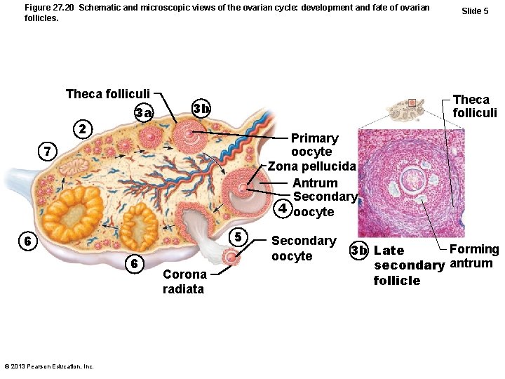 Figure 27. 20 Schematic and microscopic views of the ovarian cycle: development and fate