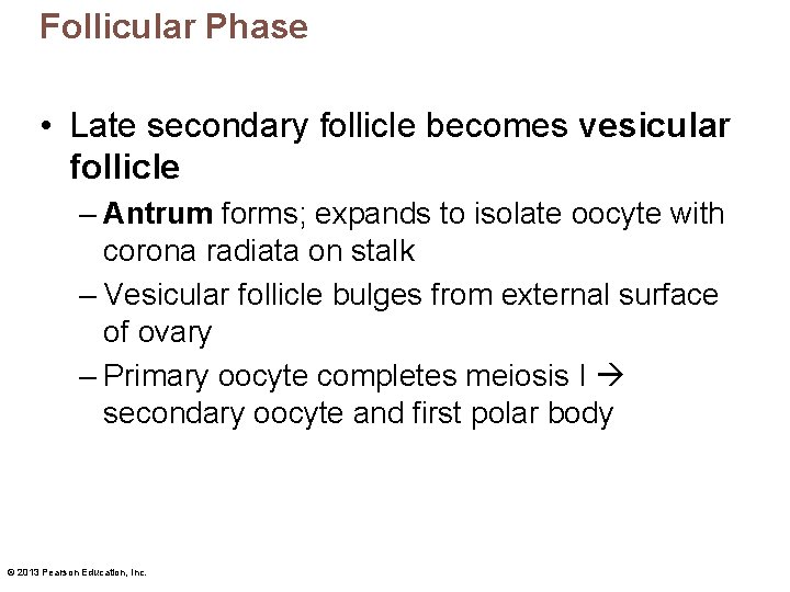 Follicular Phase • Late secondary follicle becomes vesicular follicle – Antrum forms; expands to