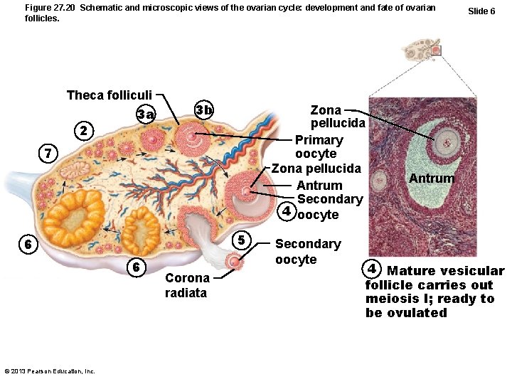 Figure 27. 20 Schematic and microscopic views of the ovarian cycle: development and fate