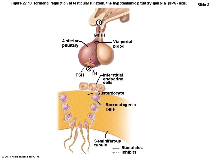 Figure 27. 10 Hormonal regulation of testicular function, the hypothalamic-pituitary-gonadal (HPG) axis. 1 Gn.