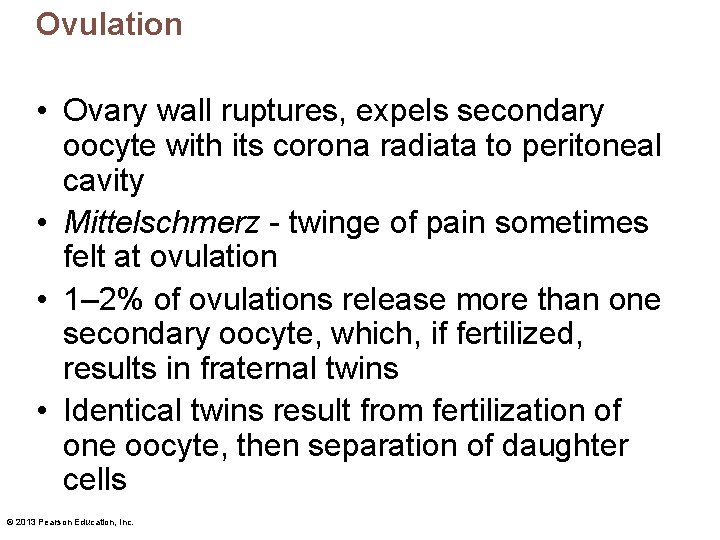 Ovulation • Ovary wall ruptures, expels secondary oocyte with its corona radiata to peritoneal