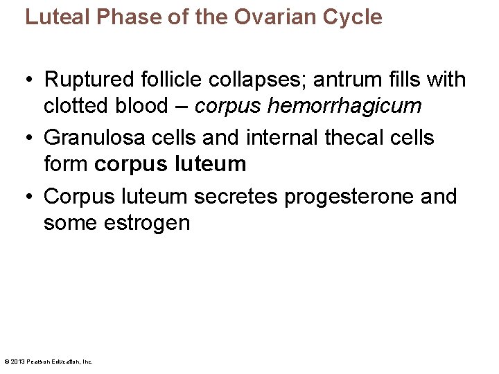 Luteal Phase of the Ovarian Cycle • Ruptured follicle collapses; antrum fills with clotted