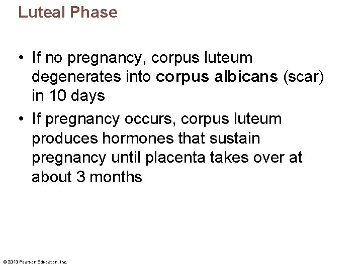 Luteal Phase • If no pregnancy, corpus luteum degenerates into corpus albicans (scar) in