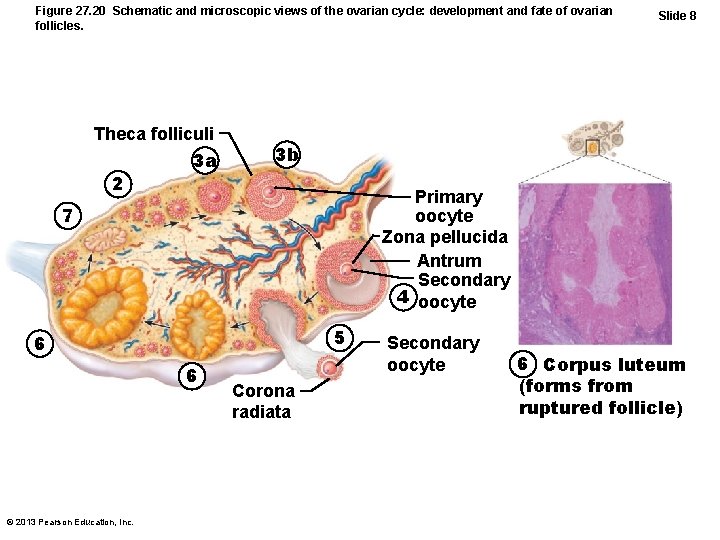 Figure 27. 20 Schematic and microscopic views of the ovarian cycle: development and fate