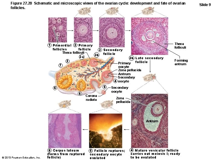 Figure 27. 20 Schematic and microscopic views of the ovarian cycle: development and fate