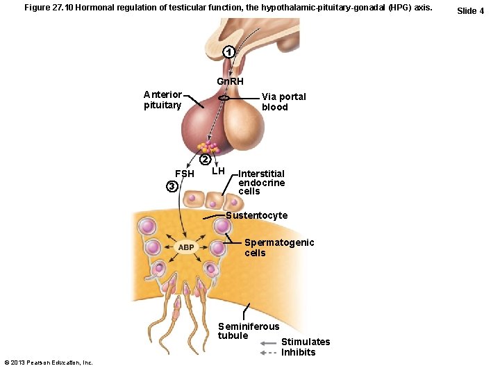 Figure 27. 10 Hormonal regulation of testicular function, the hypothalamic-pituitary-gonadal (HPG) axis. 1 Gn.