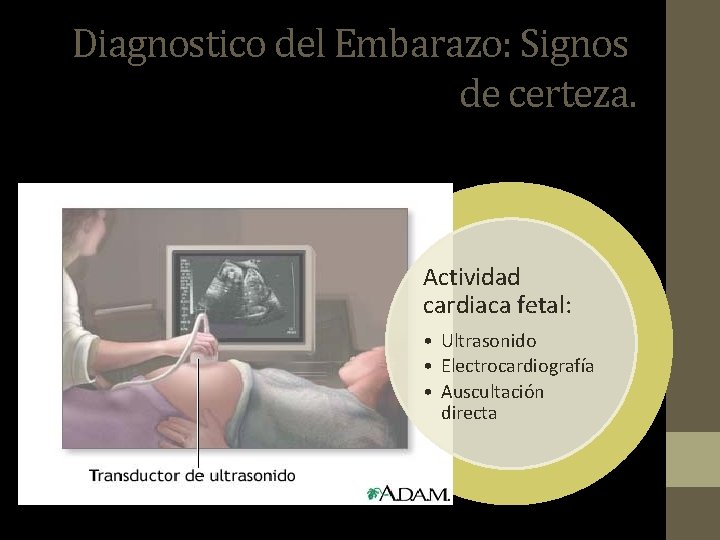 Diagnostico del Embarazo: Signos de certeza. Actividad cardiaca fetal: • Ultrasonido • Electrocardiografía •