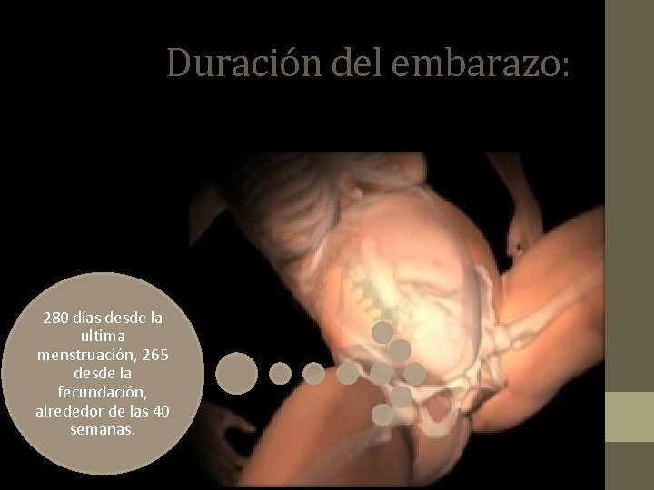 Duración del embarazo: 280 días desde la ultima menstruación, 265 desde la fecundación, alrededor