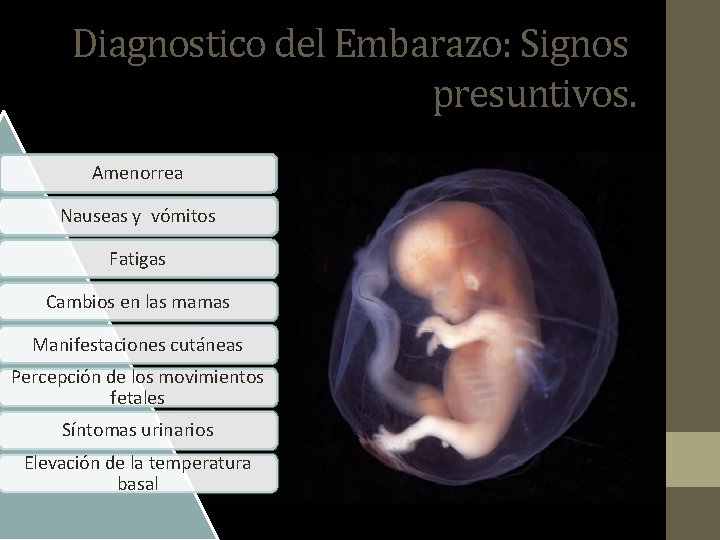 Diagnostico del Embarazo: Signos presuntivos. Amenorrea Nauseas y vómitos Fatigas Cambios en las mamas