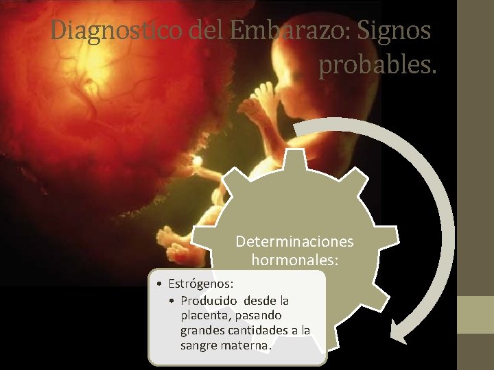 Diagnostico del Embarazo: Signos probables. Determinaciones hormonales: • Estrógenos: • Producido desde la placenta,