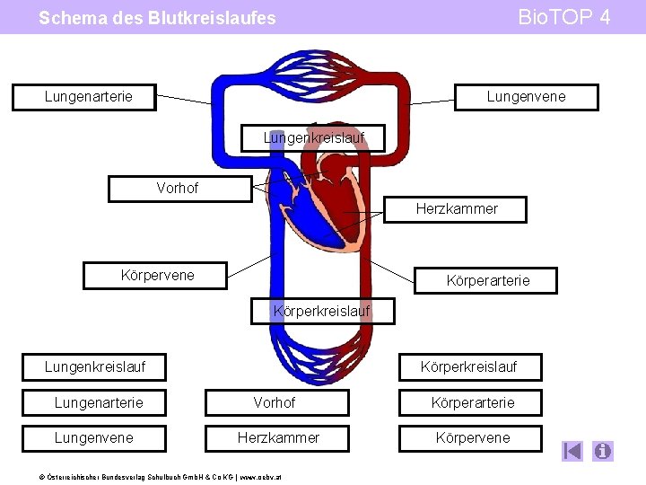 Bio. TOP 4 Schema des Blutkreislaufes Lungenarterie Lungenvene Lungenkreislauf Vorhof Herzkammer Körpervene Körperarterie Körperkreislauf