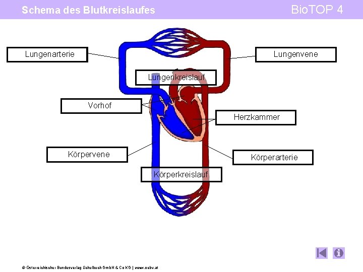 Bio. TOP 4 Schema des Blutkreislaufes Lungenarterie Lungenvene Lungenkreislauf Vorhof Herzkammer Körpervene Körperarterie Körperkreislauf