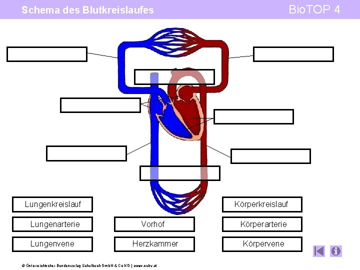 Bio. TOP 4 Schema des Blutkreislaufes Körperkreislauf Lungenarterie Lungenvene Vorhof Herzkammer © Österreichischer Bundesverlag