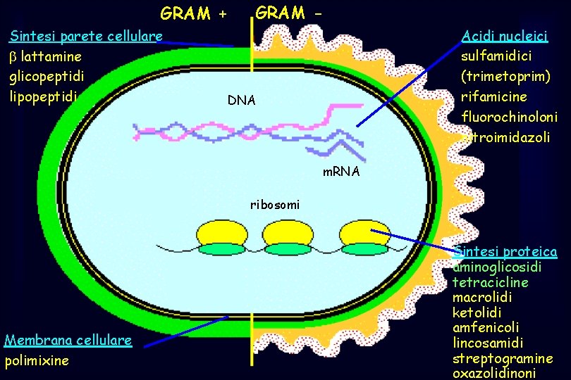 GRAM + Sintesi parete cellulare lattamine glicopeptidi lipopeptidi GRAM Acidi nucleici sulfamidici (trimetoprim) rifamicine