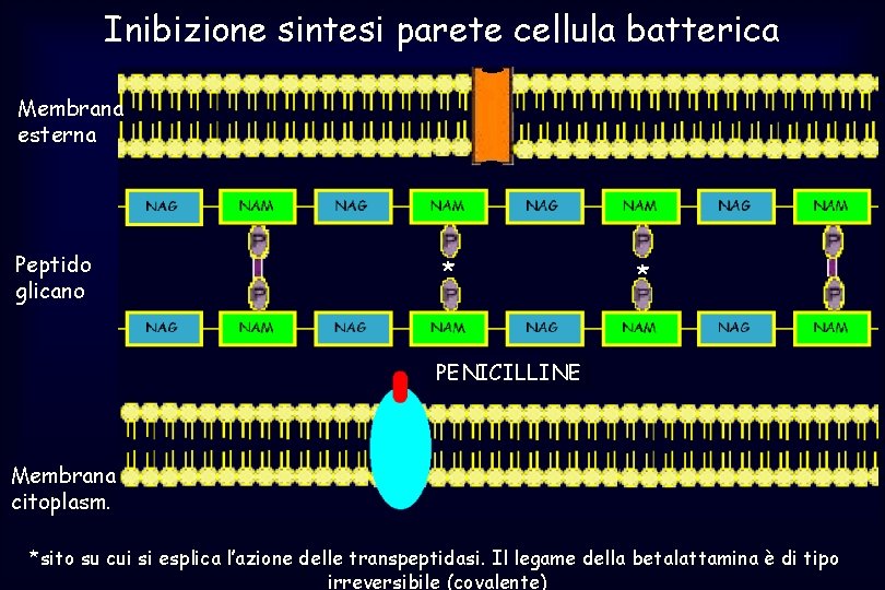 Inibizione sintesi parete cellula batterica Membrana esterna Peptido glicano * * PENICILLINE Membrana citoplasm.