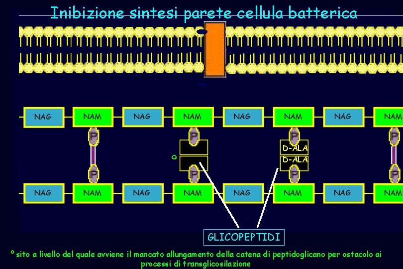 Inibizione sintesi parete cellula batterica D-ALA º GLICOPEPTIDI º sito a livello del quale