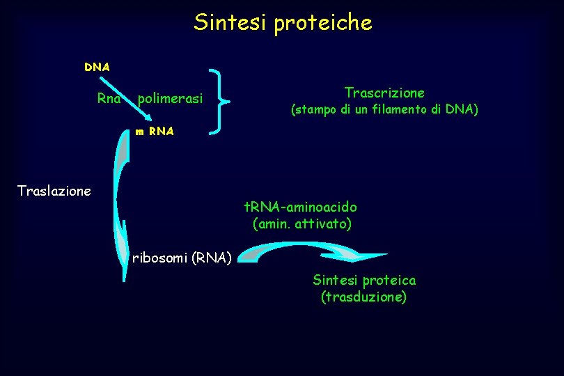 Sintesi proteiche DNA Rna polimerasi Trascrizione (stampo di un filamento di DNA) m RNA