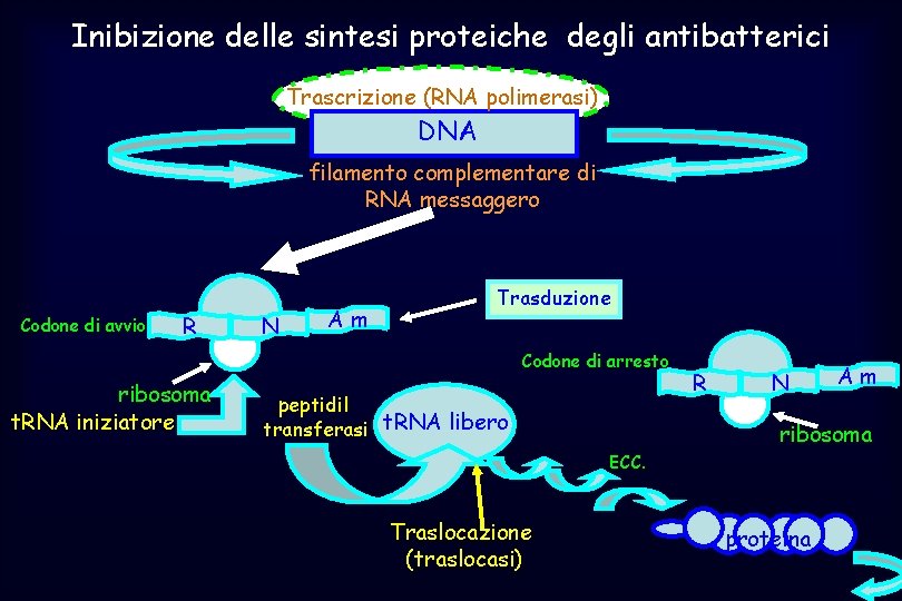 Inibizione delle sintesi proteiche degli antibatterici Trascrizione (RNA polimerasi) DNA filamento complementare di RNA