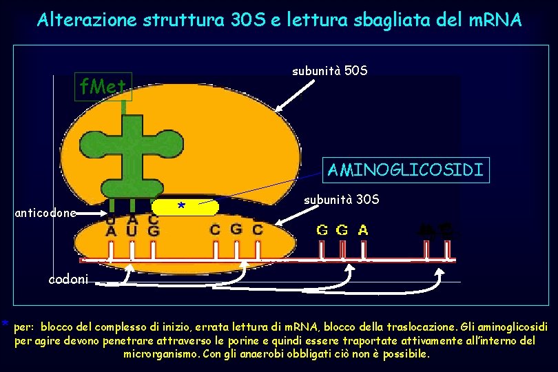 Alterazione struttura 30 S e lettura sbagliata del m. RNA subunità 50 S f.