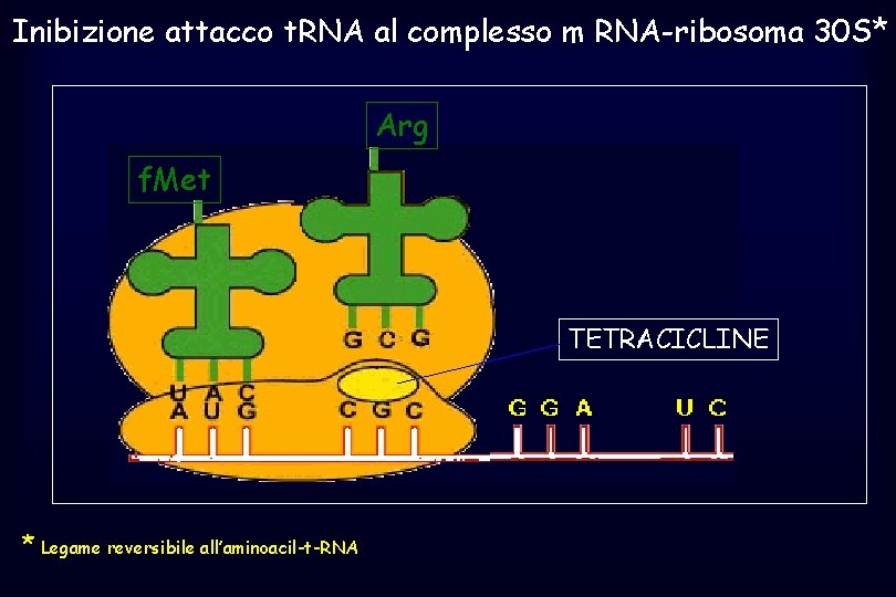 Inibizione attacco t. RNA al complesso m RNA-ribosoma 30 S* Arg f. Met TETRACICLINE