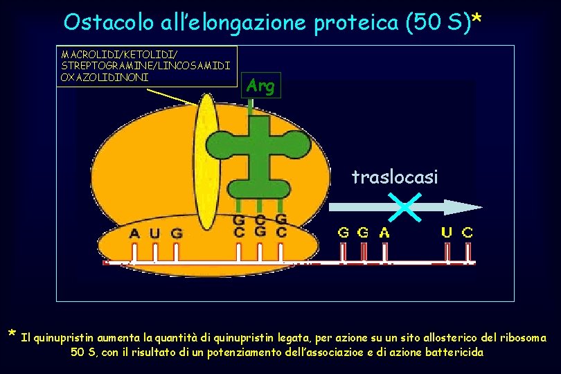 Ostacolo all’elongazione proteica (50 S)* MACROLIDI/KETOLIDI/ STREPTOGRAMINE/LINCOSAMIDI OXAZOLIDINONI Arg traslocasi * Il quinupristin aumenta