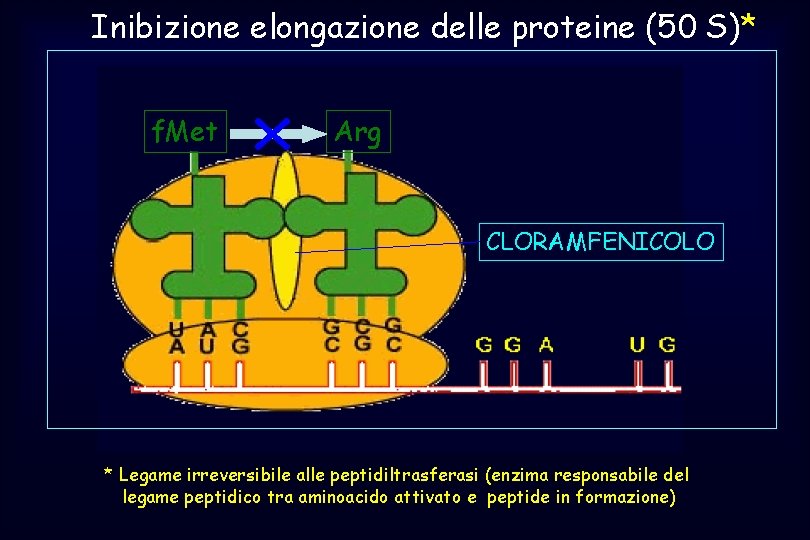 Inibizione elongazione delle proteine (50 S)* f. Met Arg CLORAMFENICOLO * Legame irreversibile alle