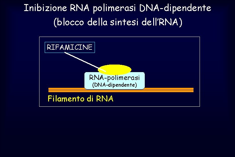 Inibizione RNA polimerasi DNA-dipendente (blocco della sintesi dell’RNA) RIFAMICINE RNA-polimerasi (DNA-dipendente) Filamento di RNA