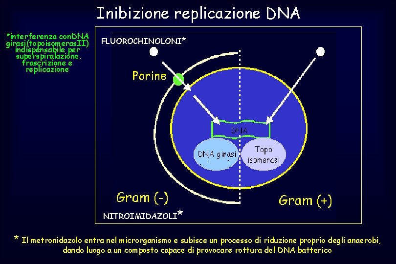 Inibizione replicazione DNA *interferenza con. DNA girasi(topoisomeras. II) indispensabile per superspiralazione, trascrizione e replicazione