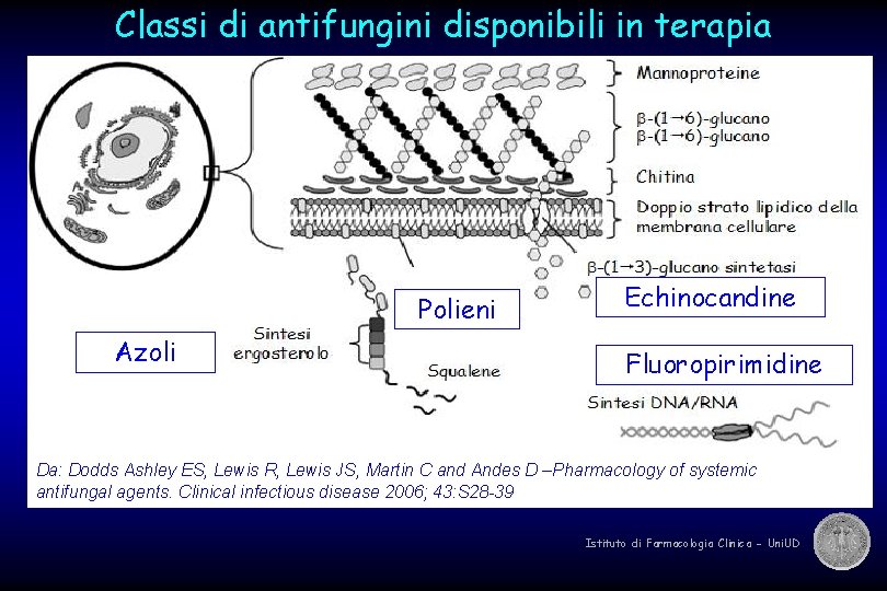 Classi di antifungini disponibili in terapia Polieni Azoli Echinocandine Fluoropirimidine Da: Dodds Ashley ES,