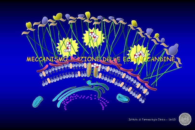 MECCANISMO D’AZIONE DELLE ECHINOCANDINE Istituto di Farmacologia Clinica - Uni. UD 